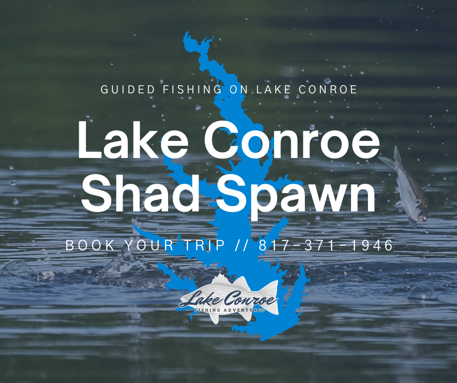 Lake Conroe Shad Spawn on Lake Conroe Texas by Licensed Professional Fishing Guide Collin Edwards of Lake Conroe Fishing Adventures